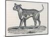 An Early Engraving of a Bulldog-null-Mounted Art Print