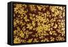 An Early Victorian Bronzed Japanned Papier Mache Rounded Rectangular Tray-null-Framed Stretched Canvas