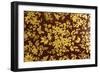 An Early Victorian Bronzed Japanned Papier Mache Rounded Rectangular Tray-null-Framed Giclee Print