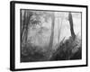 An Eerie Misty Wood with Ferns Near Esher Common Surrey England-null-Framed Photographic Print