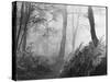 An Eerie Misty Wood with Ferns Near Esher Common Surrey England-null-Stretched Canvas