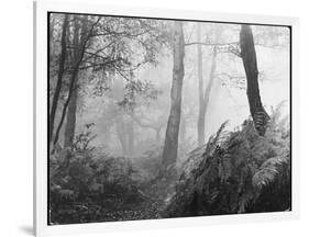 An Eerie Misty Wood with Ferns Near Esher Common Surrey England-null-Framed Premium Photographic Print