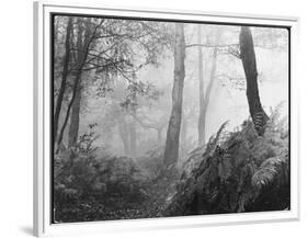 An Eerie Misty Wood with Ferns Near Esher Common Surrey England-null-Framed Premium Photographic Print