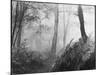 An Eerie Misty Wood with Ferns Near Esher Common Surrey England-null-Mounted Premium Photographic Print