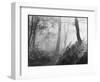 An Eerie Misty Wood with Ferns Near Esher Common Surrey England-null-Framed Photographic Print