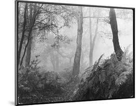 An Eerie Misty Wood with Ferns Near Esher Common Surrey England-null-Mounted Photographic Print