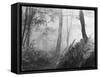 An Eerie Misty Wood with Ferns Near Esher Common Surrey England-null-Framed Stretched Canvas