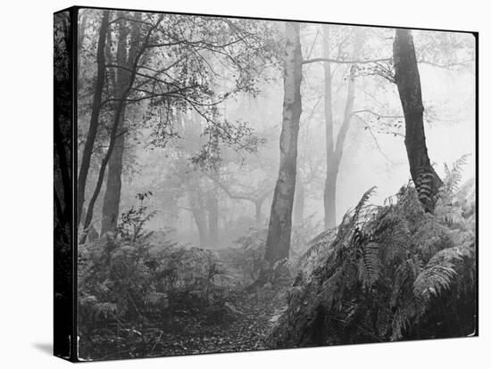 An Eerie Misty Wood with Ferns Near Esher Common Surrey England-null-Stretched Canvas