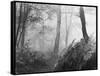 An Eerie Misty Wood with Ferns Near Esher Common Surrey England-null-Framed Stretched Canvas