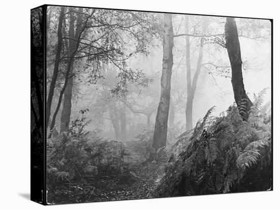 An Eerie Misty Wood with Ferns Near Esher Common Surrey England-null-Stretched Canvas