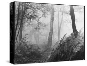 An Eerie Misty Wood with Ferns Near Esher Common Surrey England-null-Stretched Canvas