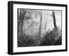 An Eerie Misty Wood with Ferns Near Esher Common Surrey England-null-Framed Photographic Print