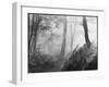 An Eerie Misty Wood with Ferns Near Esher Common Surrey England-null-Framed Photographic Print