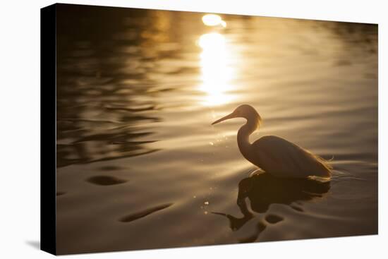 An Egret at Sunset on Ibirapuera Park Lake-Alex Saberi-Stretched Canvas