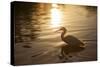 An Egret at Sunset on Ibirapuera Park Lake-Alex Saberi-Stretched Canvas