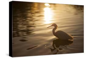 An Egret at Sunset on Ibirapuera Park Lake-Alex Saberi-Stretched Canvas