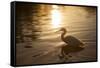 An Egret at Sunset on Ibirapuera Park Lake-Alex Saberi-Framed Stretched Canvas