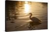 An Egret at Sunset on Ibirapuera Park Lake-Alex Saberi-Stretched Canvas