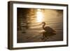 An Egret at Sunset on Ibirapuera Park Lake-Alex Saberi-Framed Premium Photographic Print