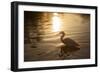 An Egret at Sunset on Ibirapuera Park Lake-Alex Saberi-Framed Premium Photographic Print