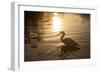 An Egret at Sunset on Ibirapuera Park Lake-Alex Saberi-Framed Premium Photographic Print