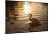 An Egret at Sunset on Ibirapuera Park Lake-Alex Saberi-Mounted Premium Photographic Print