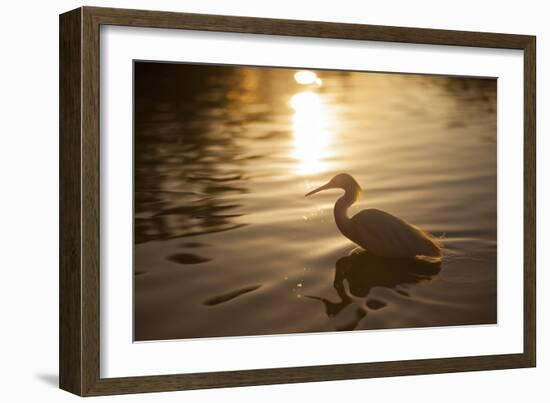 An Egret at Sunset on Ibirapuera Park Lake-Alex Saberi-Framed Photographic Print