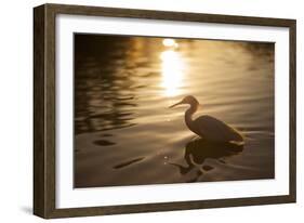 An Egret at Sunset on Ibirapuera Park Lake-Alex Saberi-Framed Photographic Print