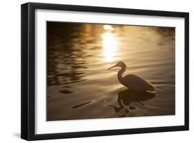 An Egret at Sunset on Ibirapuera Park Lake-Alex Saberi-Framed Photographic Print