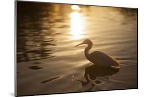 An Egret at Sunset on Ibirapuera Park Lake-Alex Saberi-Mounted Photographic Print