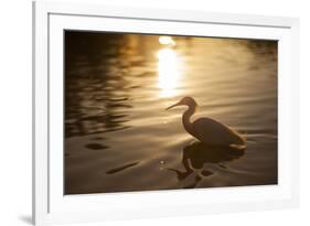 An Egret at Sunset on Ibirapuera Park Lake-Alex Saberi-Framed Photographic Print