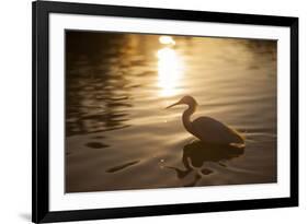 An Egret at Sunset on Ibirapuera Park Lake-Alex Saberi-Framed Photographic Print