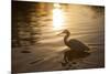 An Egret at Sunset on Ibirapuera Park Lake-Alex Saberi-Mounted Photographic Print