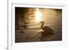 An Egret at Sunset on Ibirapuera Park Lake-Alex Saberi-Framed Photographic Print