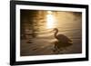 An Egret at Sunset on Ibirapuera Park Lake-Alex Saberi-Framed Photographic Print