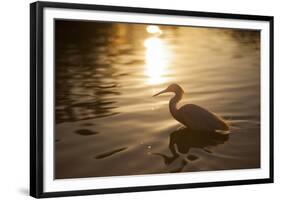 An Egret at Sunset on Ibirapuera Park Lake-Alex Saberi-Framed Photographic Print