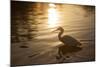 An Egret at Sunset on Ibirapuera Park Lake-Alex Saberi-Mounted Photographic Print