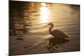 An Egret at Sunset on Ibirapuera Park Lake-Alex Saberi-Mounted Photographic Print