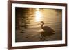 An Egret at Sunset on Ibirapuera Park Lake-Alex Saberi-Framed Photographic Print