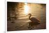 An Egret at Sunset on Ibirapuera Park Lake-Alex Saberi-Framed Photographic Print