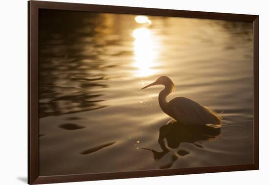 An Egret at Sunset on Ibirapuera Park Lake-Alex Saberi-Framed Photographic Print