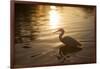 An Egret at Sunset on Ibirapuera Park Lake-Alex Saberi-Framed Photographic Print