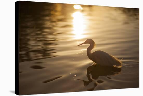 An Egret at Sunset on Ibirapuera Park Lake-Alex Saberi-Stretched Canvas