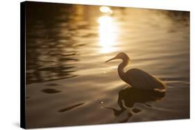 An Egret at Sunset on Ibirapuera Park Lake-Alex Saberi-Stretched Canvas