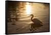 An Egret at Sunset on Ibirapuera Park Lake-Alex Saberi-Framed Stretched Canvas