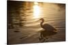 An Egret at Sunset on Ibirapuera Park Lake-Alex Saberi-Stretched Canvas