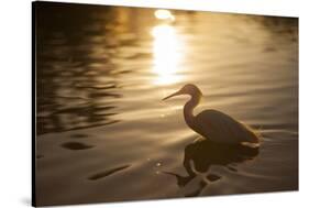 An Egret at Sunset on Ibirapuera Park Lake-Alex Saberi-Stretched Canvas