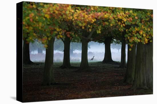 An Egyptian Goose, Alopochen Aegyptiaca, in London's Richmond Park-Alex Saberi-Stretched Canvas