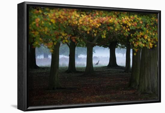 An Egyptian Goose, Alopochen Aegyptiaca, in London's Richmond Park-Alex Saberi-Framed Photographic Print