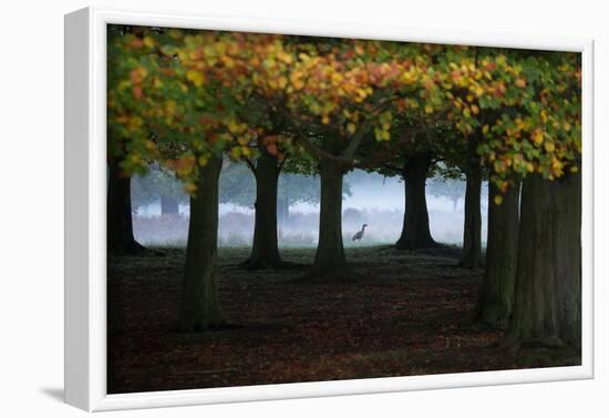 An Egyptian Goose, Alopochen Aegyptiaca, in London's Richmond Park-Alex Saberi-Framed Photographic Print